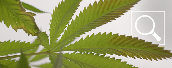Fosformangel hos cannabisplanter: Symptomer og løsninger