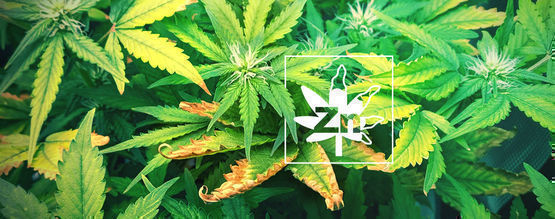 Zinkmangel hos cannabisplanter