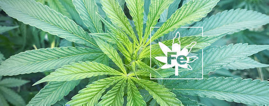 Jernmangel i cannabisplanter