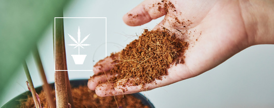 Alt, du skal vide om at dyrk cannabis i kokosfibre (coco coir)