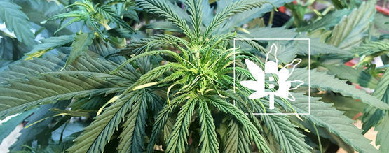 Bormangel hos cannabisplanter