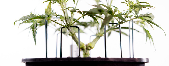 Sådan træner du Autoflowering cannabis