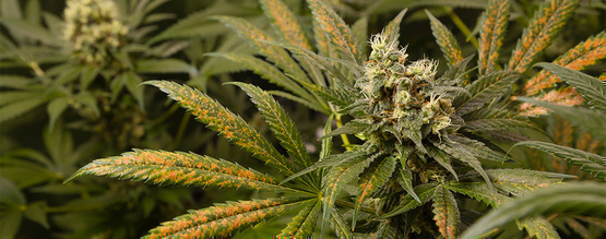 Calciummangel i cannabisplanter