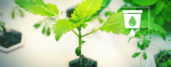 Dyrk cannabis hydroponisk