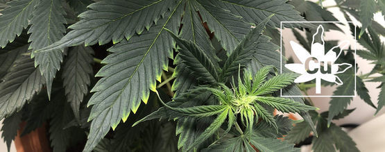 Kobbermangel hos cannabisplanter