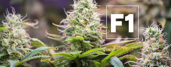 F1 cannabis-hybrider