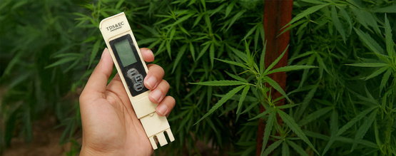 Bedste EC til cannabis