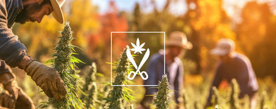 Forstå Croptober: Sæsonen for cannabis-høsten