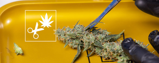 Sådan trimmer du din cannabis