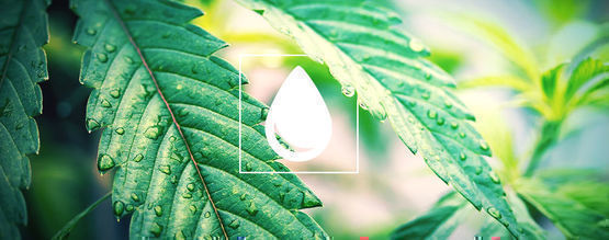 Sådan vander du cannabisplanter
