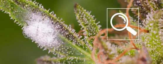 Sådan genkender du meldug på cannabis