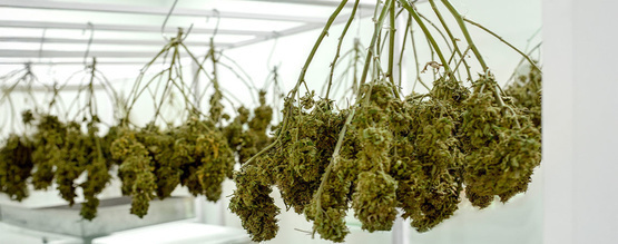 Sådan tørrer du din cannabis