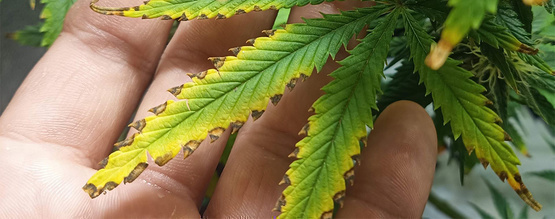 Næringsstofskade i cannabis: Sådan spotter du den og redder dine planter