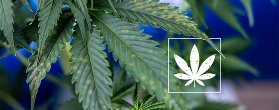 Brune pletter på cannabisblade: Guide til at identificere problemet