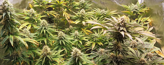 pH til cannabis: Sådan måler og justerer du den