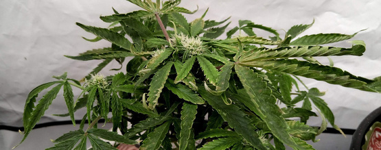 Sådan løser du, at cannabisblade krøller opad