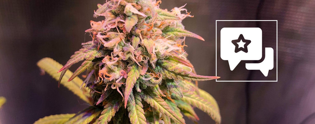 Sortsanmeldelse: Shining Silver Haze (Royal Queen Seeds)
