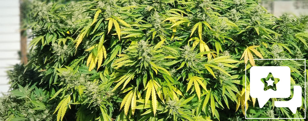 Sortsanmeldelse: Critical Kush