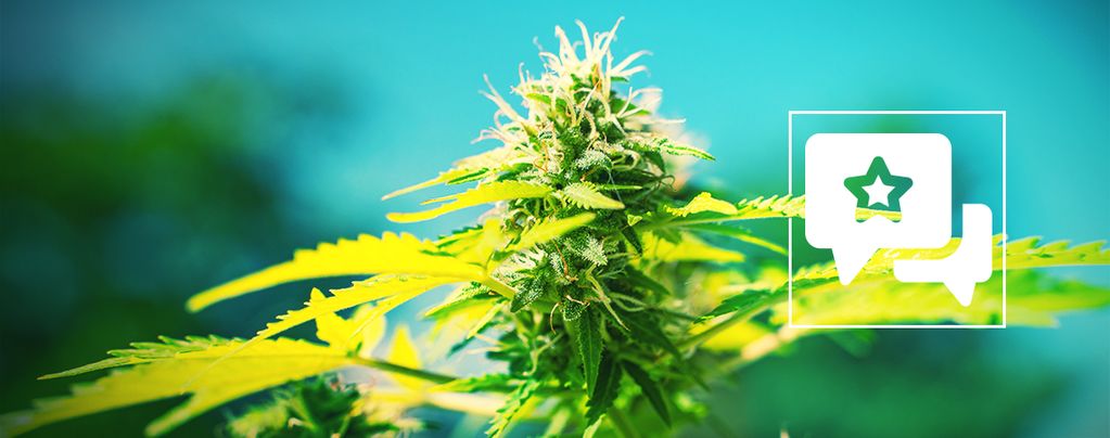 Power Flower: Anmeldelse og information om cannabissorten