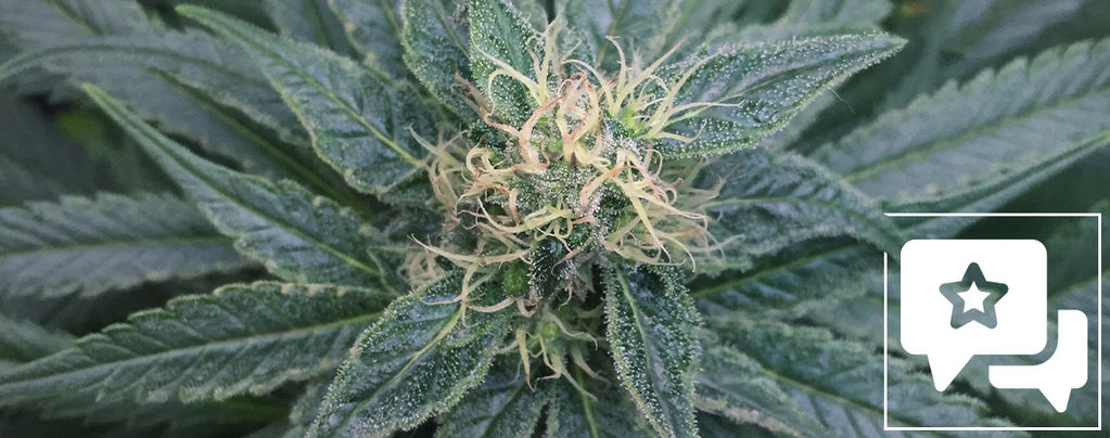Sortsanmeldelse: Royal Medic fra Royal Queen Seeds