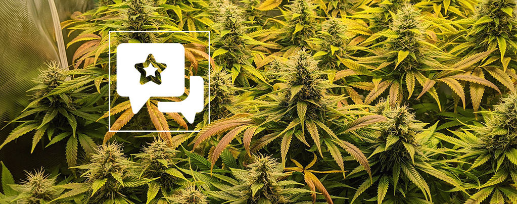 Sortanmeldelse: The Church fra Greenhouse Seeds