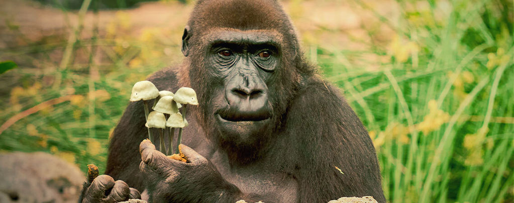 Den stoned ape-teori om menneskets evolution