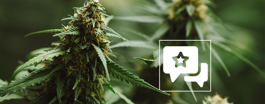 Cannabissort-anmeldelse: Power Plant