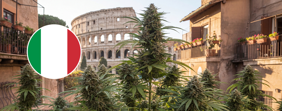 10 bedste cannabissorter til udendørs dyrkning i Italien