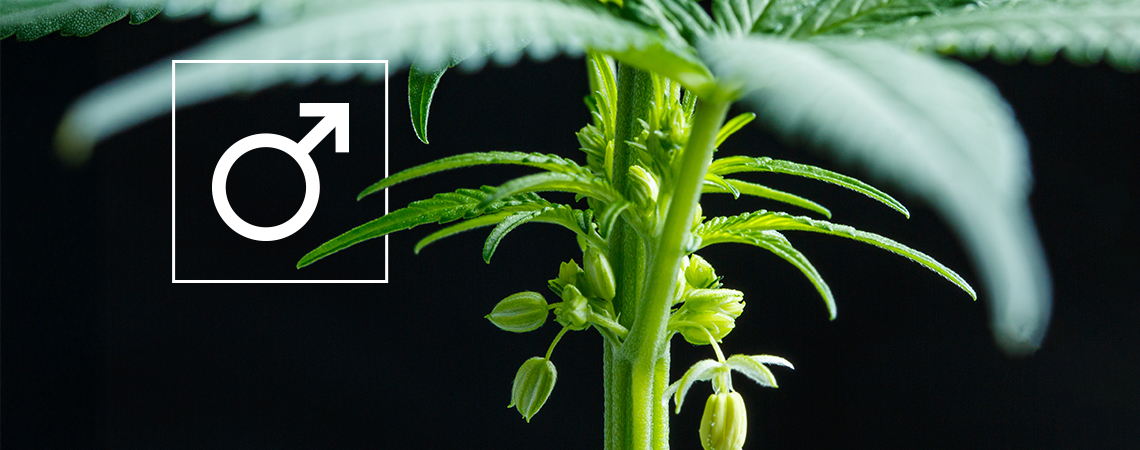 Hvad skal du gøre med han-cannabisplanter?