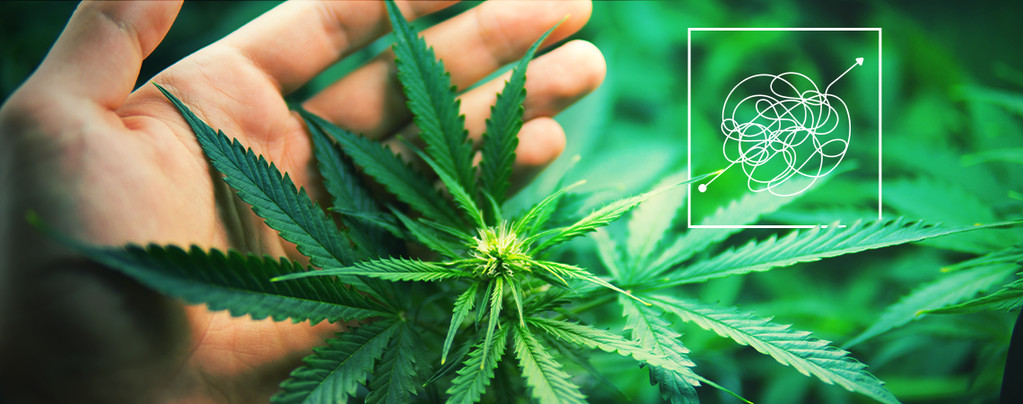 Cannabis Strains Harder To Cultivate 