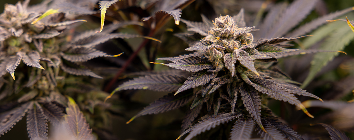 Top 25 Fruity Cannabis Strains