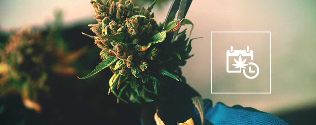 How To Speed-Up Cannabis Flowering And Harvest