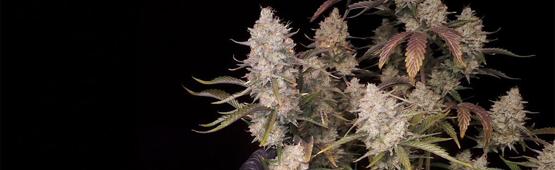Top 5 højtydende autoflowering sorter