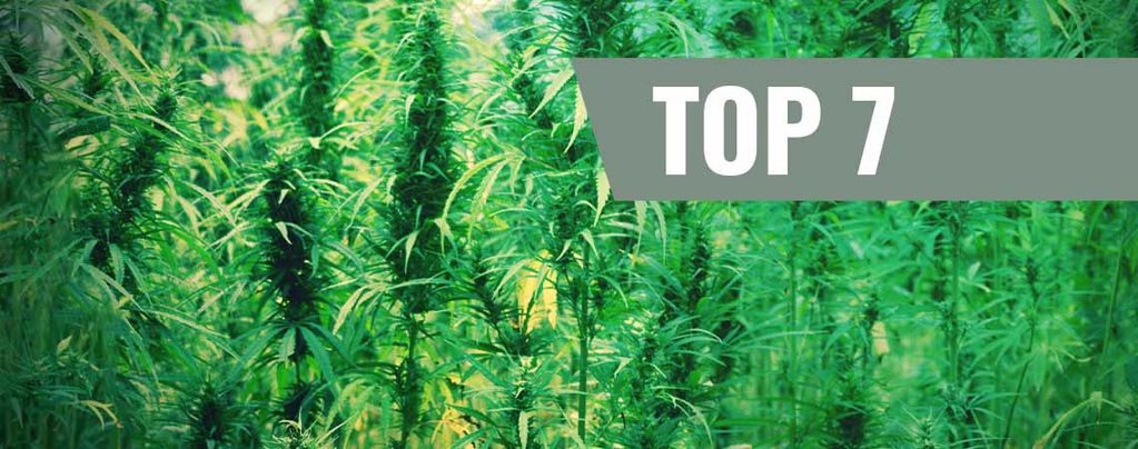 Original Cannabis Strains And Their Creators