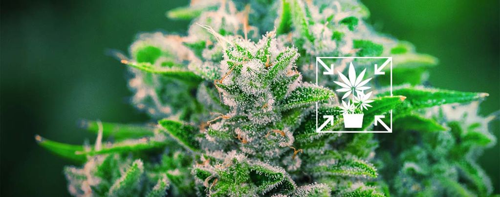 How To Grow Short And Compact Cannabis Plants