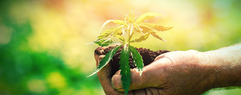 What You Should Know Before Growing Cannabis