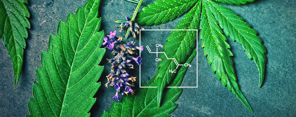 What Is Linalool 