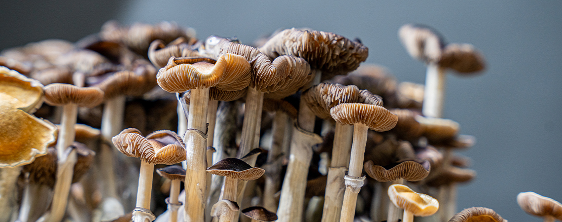 How To Grow Magic Mushrooms Indoors
