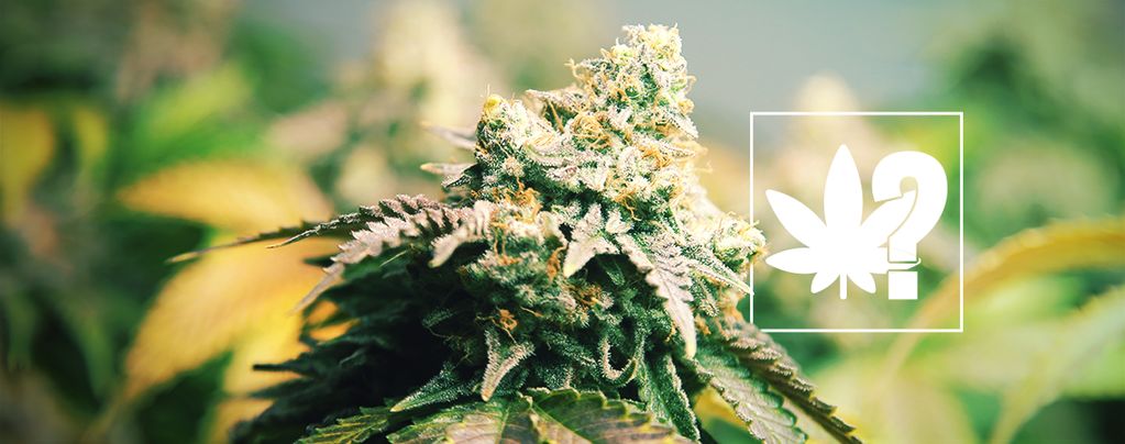 What Is Sinsemilla?
