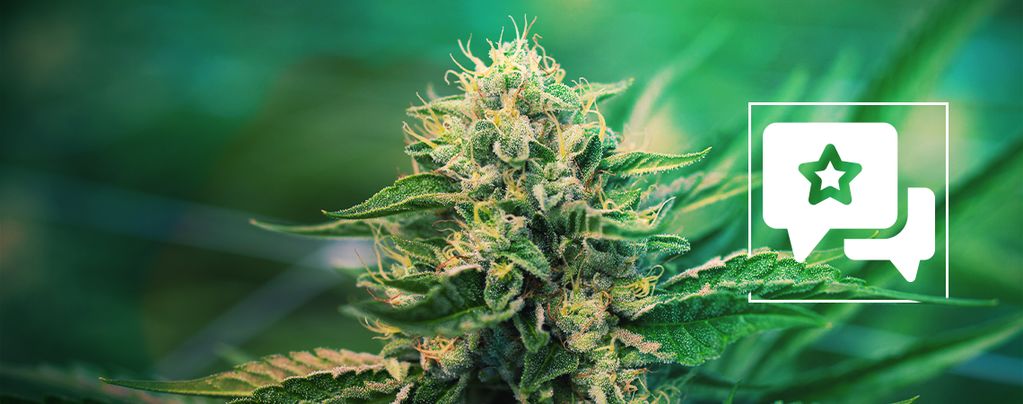 Super Silver Haze (Zamnesia Seeds) feminized
