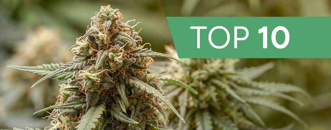 Haze Cannabis Strains