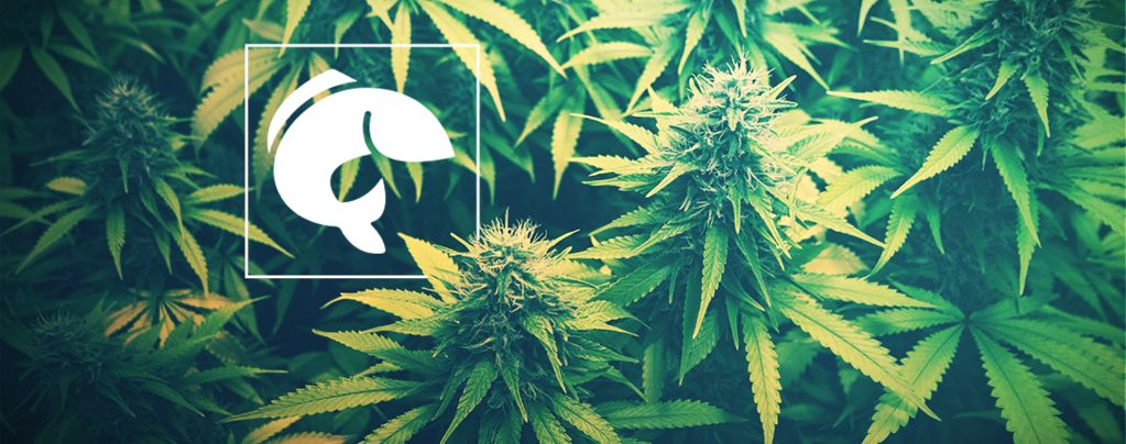 A Guide On Using Aquaponics To Grow Cannabis
