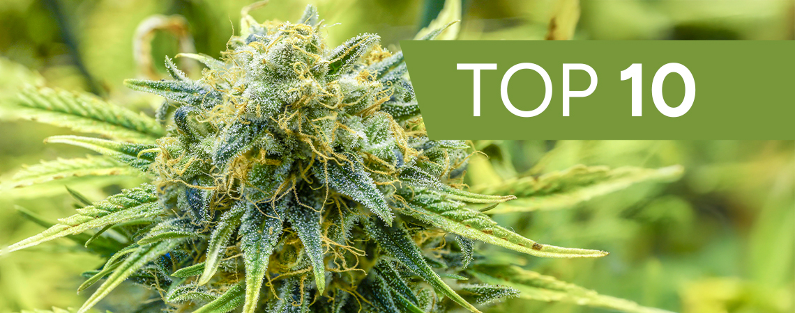 Top 10 fastest autoflowers of 2026
