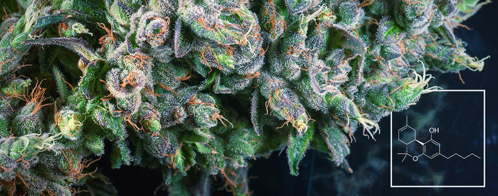 Hvad er delta-8 THC (∆⁸-THC)?
