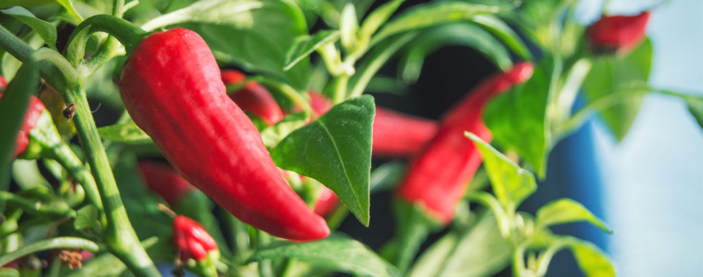 Sådan dyrker du chili indendørs