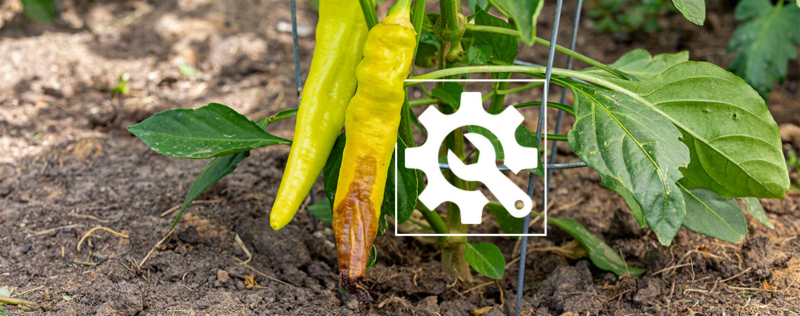 Sådan håndterer du blomsterenderåd på chili