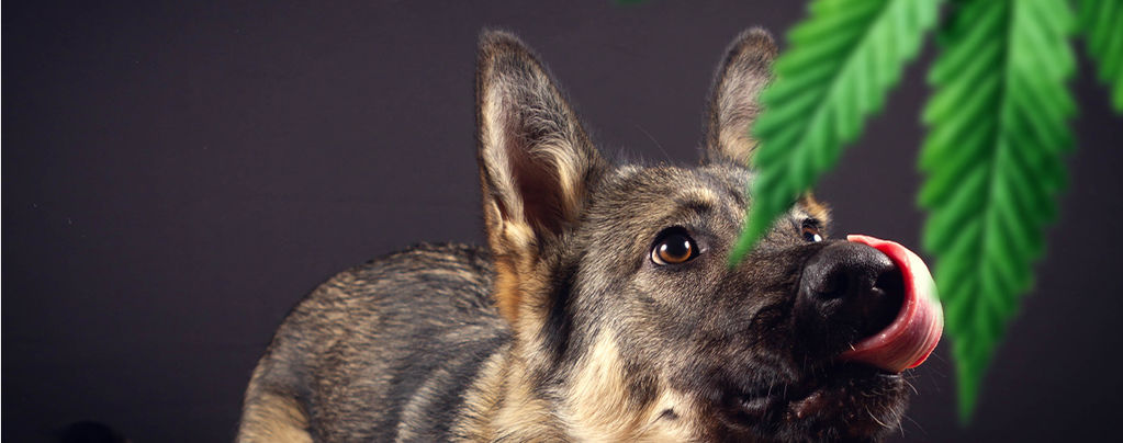 Skal du være bange for sporhunde?
