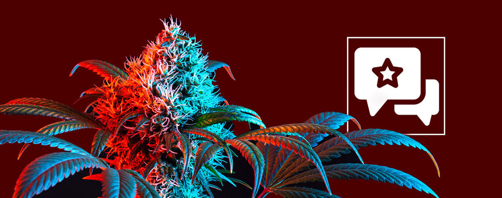 Strawberry Cough: Cannabis Strain Review & Information﻿﻿﻿﻿﻿
