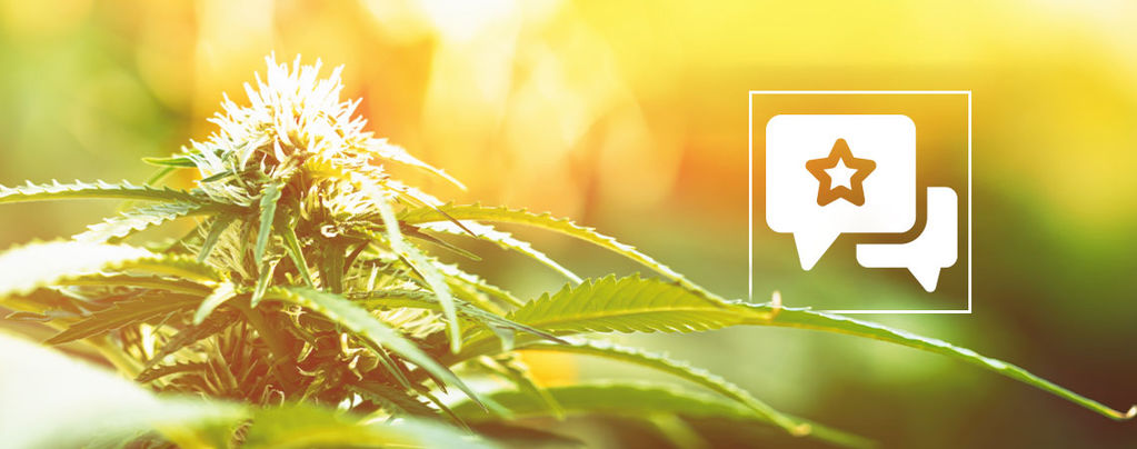 Biscotti: Anmeldelse og information om cannabissorten
