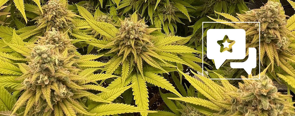 Sortsanmeldelse: Kosher Kush